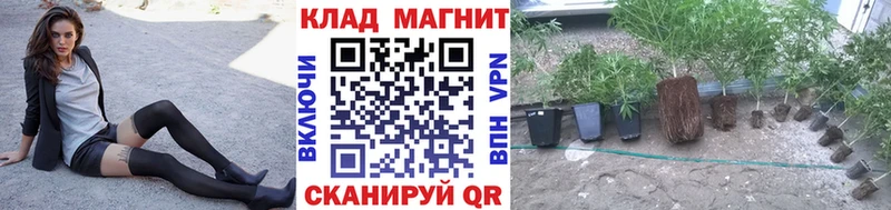 Марихуана Пикалёво